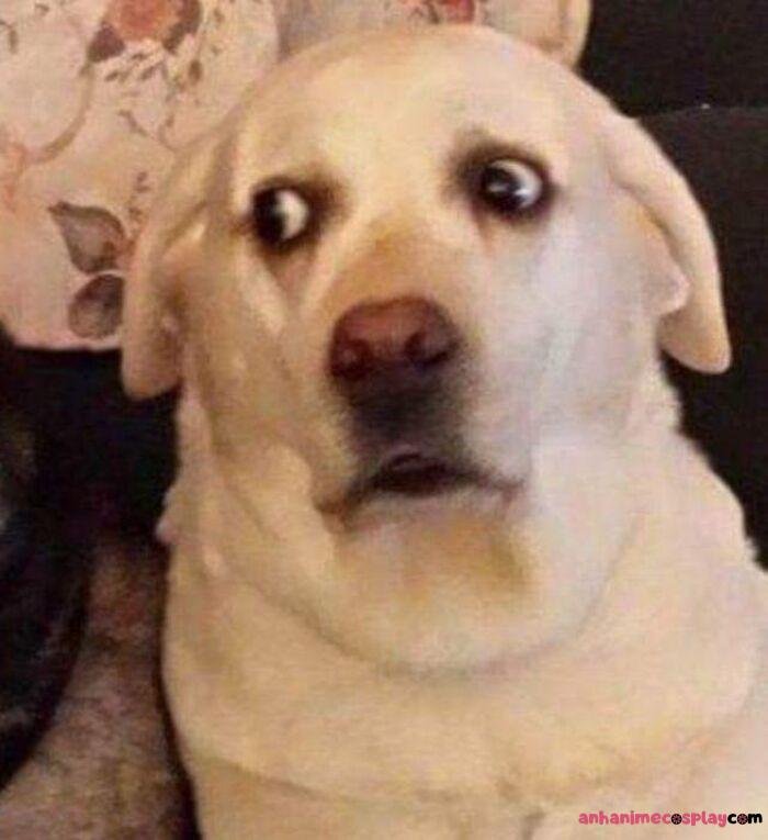 hình ảnh meme hốt hoảng bựa nhất